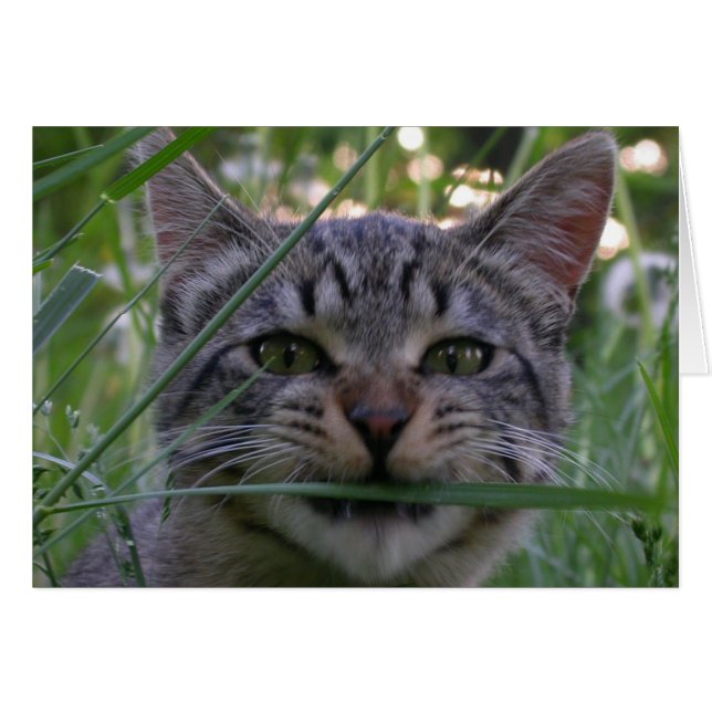 Bijou Grass (Vorderseite (Horizontal))