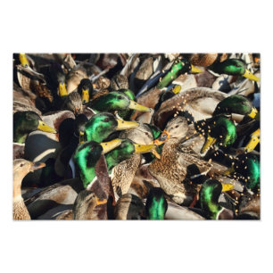 Bild der Enten in einer Menge Fotodruck