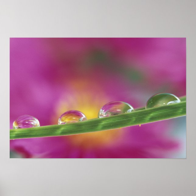 Bild der in Wassertröpfchen gebildeten Aster Poster (Vorne)