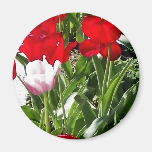 Bild der roten Tulipen Magnet