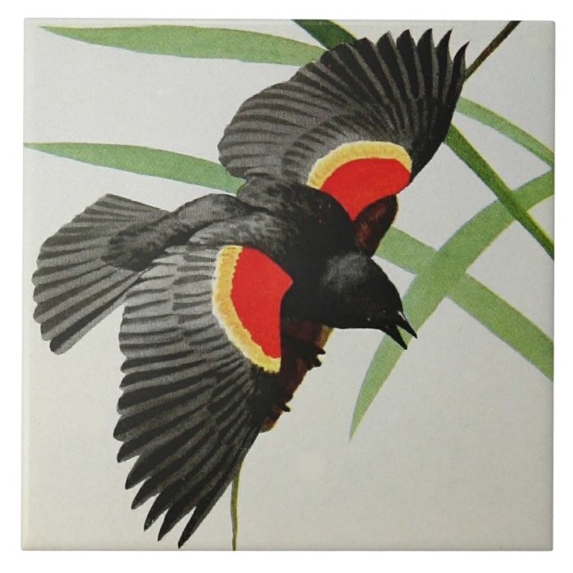 Bild der rotgeflügelten Amsel durch Fuertes, 1919 Fliese (Vorderseite)