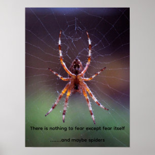 Bild einer farbenfrohen Spinne im Netz Poster