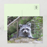 Bild eines Adorable Baby Raccoon