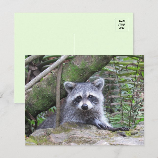 Bild eines Adorable Baby Raccoon Postkarte (Vorne/Hinten)