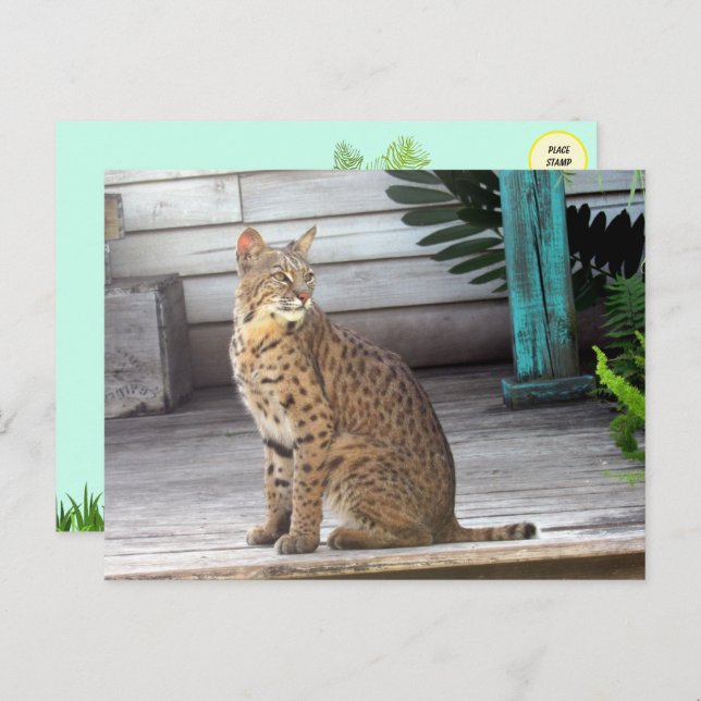 Bild eines Bobcat Postkarte (Vorne/Hinten)