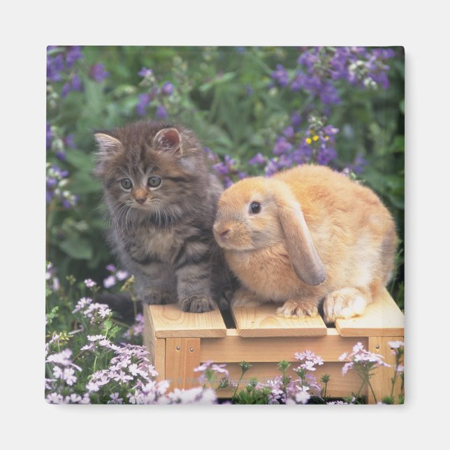 Bild eines Kitten und eines Lop Ohr Kaninchen Steh Magnet (Vorne)