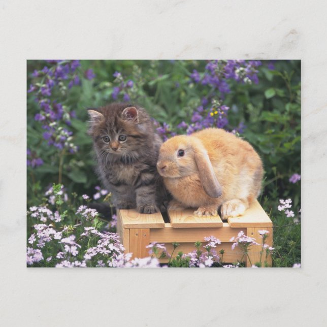 Bild eines Kitten und eines Lop Ohr Kaninchen Steh Postkarte (Vorderseite)