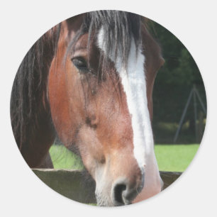 Bild eines Quarterhorse-Aufklebers Runder Aufkleber