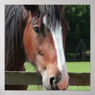 Bild eines Quarterhorse-Druckes Poster