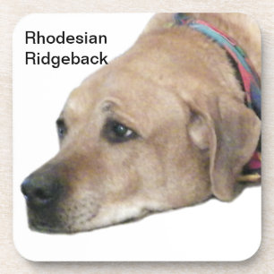 Bild eines Rhodesian Ridgeback-Hundes Getränkeuntersetzer