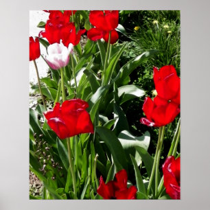 Bild mit roten und rosa Tulissen Poster