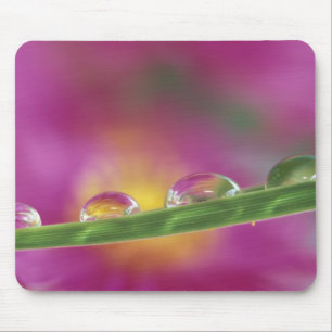 Bild von Astern, die in Wassertropfen entstanden s Mousepad