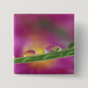 Bild von Astern, die in Wassertropfen gebildet wur Button