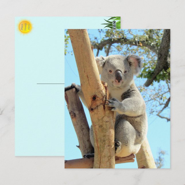 Bild von Koala - Australian Wildlife Fotografy Postkarte (Vorne/Hinten)