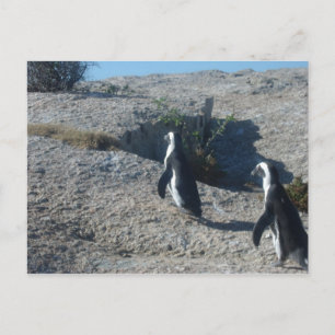 Bilder von Cape Town Boulders Beach Postkarte