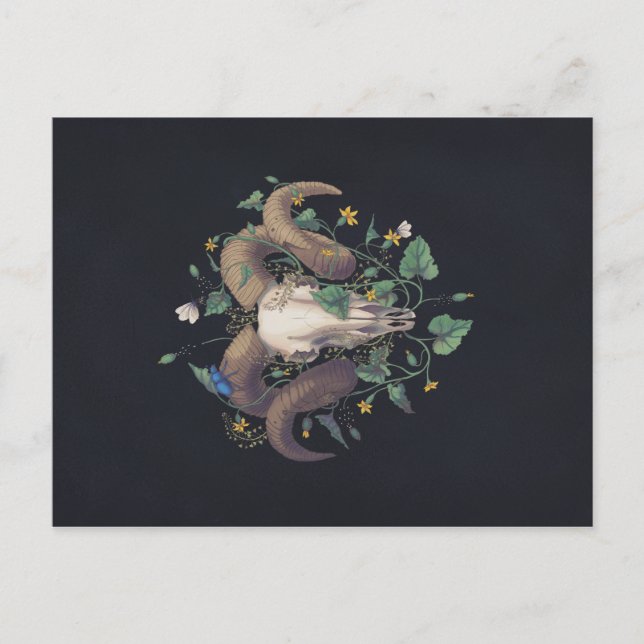 Bildserie Leben und Tod: Schafschädel Postkarte (Vorderseite)