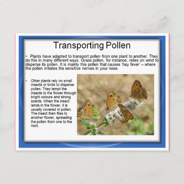 Bildung, Wissenschaft, Leben, Transport von Pollen Postkarte (Vorderseite)