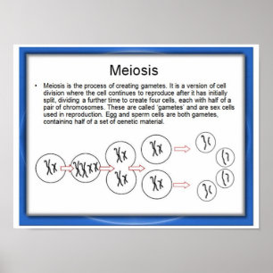 Bildung, Wissenschaft, Meiose Poster