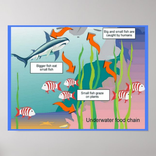 Bildung, Wissenschaft, Unterwasser-Nahrungskette Poster (Vorne)