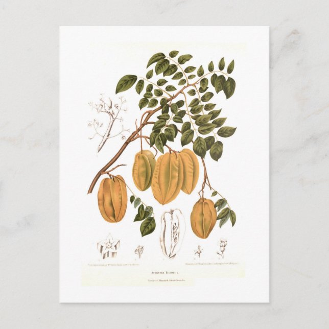 Bilimbi Postkarte (Vorderseite)