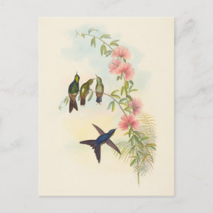 Billardschnabel John Gould Postkarte
