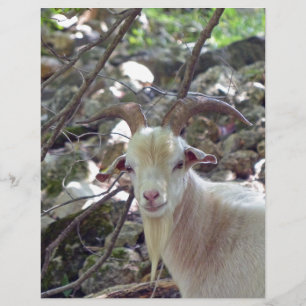 Billy Goat