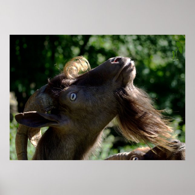 Billy Goat Poster (Vorne)