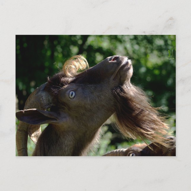 Billy Goat Postkarte (Vorderseite)