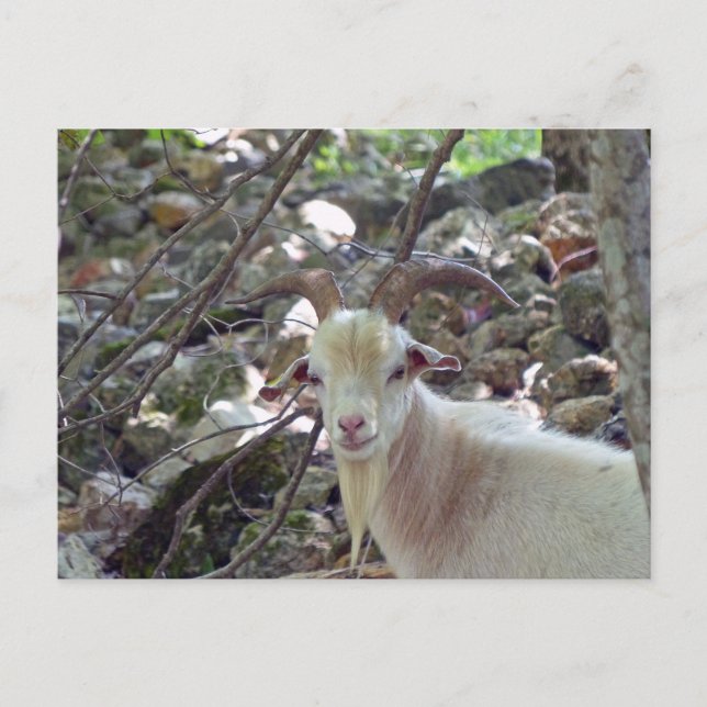 Billy Goat Postkarte (Vorderseite)