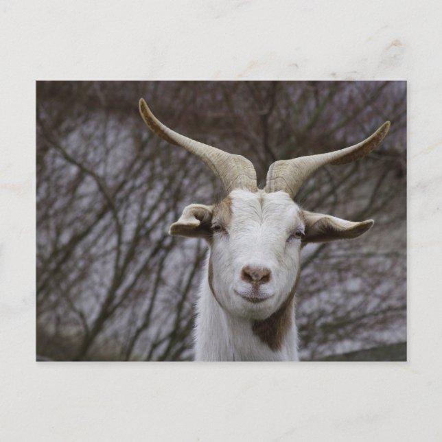Billy Goat Postkarte (Vorderseite)