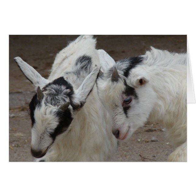 Billy Play (Devant horizontal)