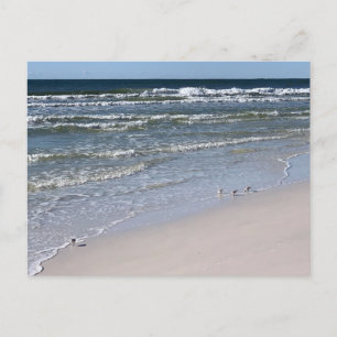 Biloxi Beach Vögel Naturfotografie Postkarte