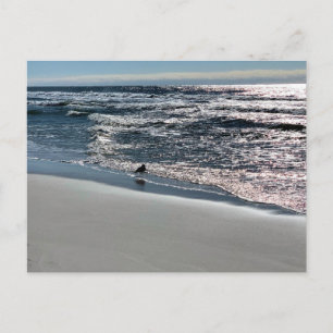 Biloxi Möwen Naturfotografie Postkarte