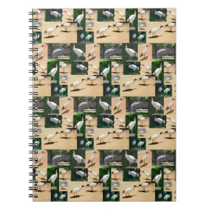 Bin Chicken Chronicles: Ein Ibis-FotoCollage Notizblock