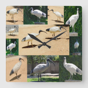 Bin Chicken Foto Collage, Wall Clock Quadratische Wanduhr