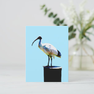 Bin Chicken, (Ibis) Ölfarbe, Postkarte