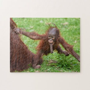 Bin ich süß - Orang-Utan-Baby mit Mutter