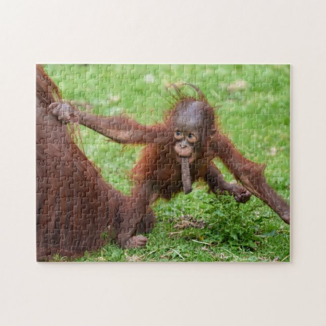 Bin ich süß - Orang-Utan-Baby mit Mutter (Horizontal)