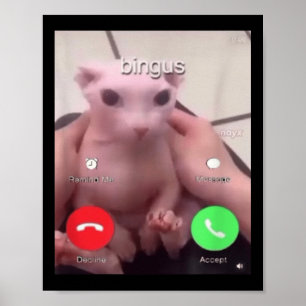 Bingus nennt haarlose Sphinx Katze Bingus Kat Poster