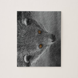 Binturong