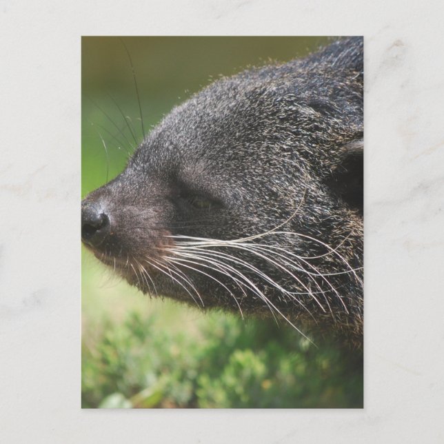 Binturong Bear Postcard Postkarte (Vorderseite)