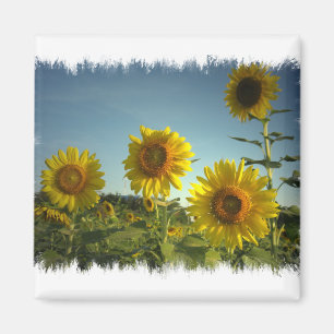 Bio Garten-Sonnenblume-Magnet Magnet