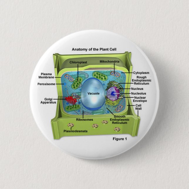 Biologie Button (Vorderseite)