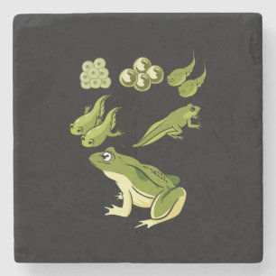Biologie - Lebenszyklus des Frosches Steinuntersetzer