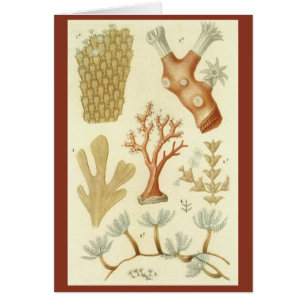 Biologie-Lehrbuch, alte Korallentiere