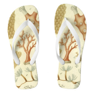 Biologie-Lehrbuch, alte Korallentiere Flip Flops