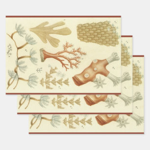 Biologie-Lehrbuch, alte Korallentiere Geschenkpapier Set