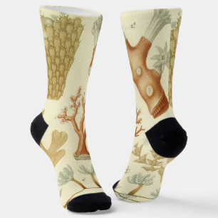 Biologie-Schulbuch, alte Korallentiere Socken