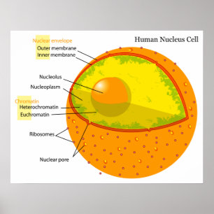 Biologische Darstellung eines menschlichen Zellker Poster