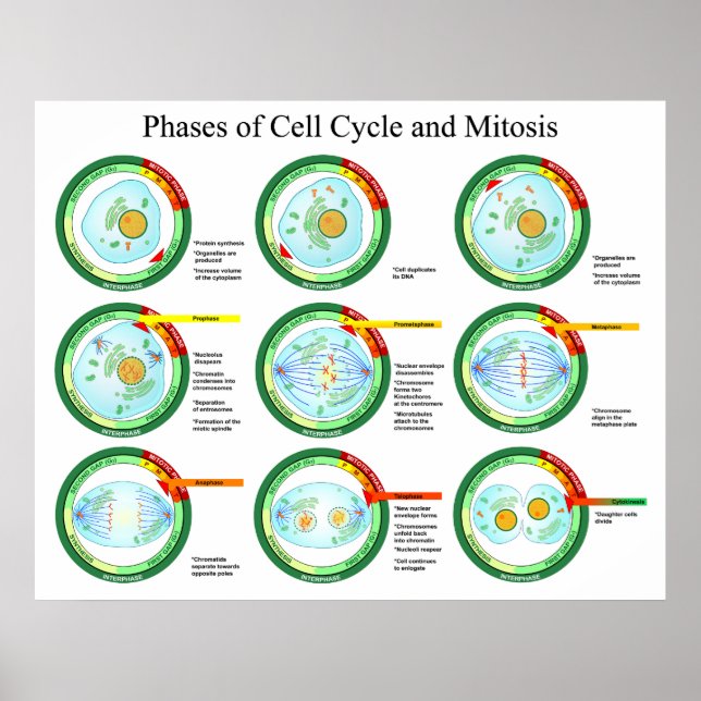 Biologische Phasen des Zellzyklus und der Mitosedi Poster (Vorne)